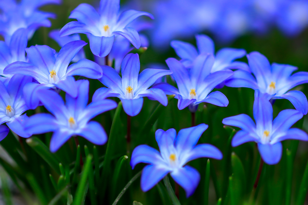 一番好きな春の花