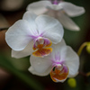 白い お花が撮りたくて