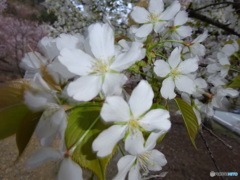 桜は春に発破をかける