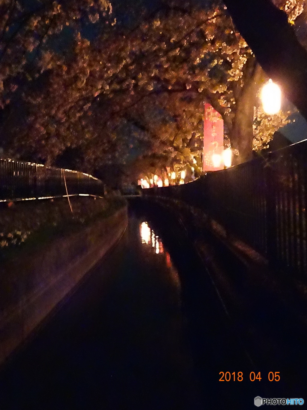 徳島堰の桜・夜