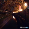 徳島堰の桜・夜