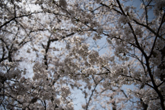 島根県木次さくら
