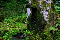 人気のない森の中の水飲み場