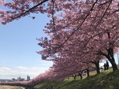 河津桜2018