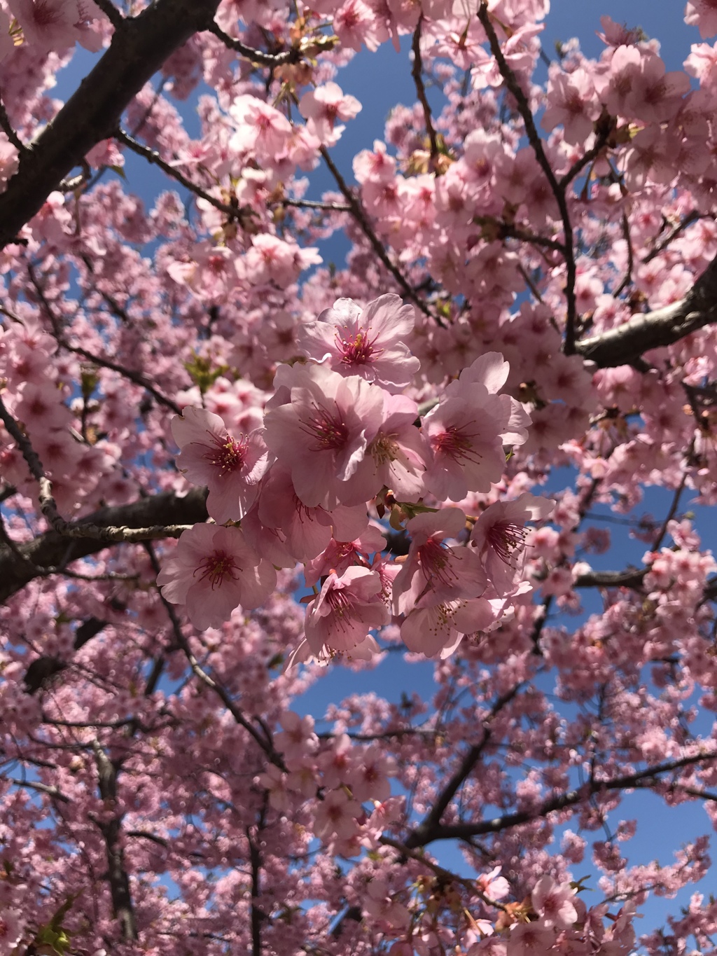 河津桜2018
