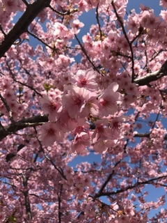 河津桜2018