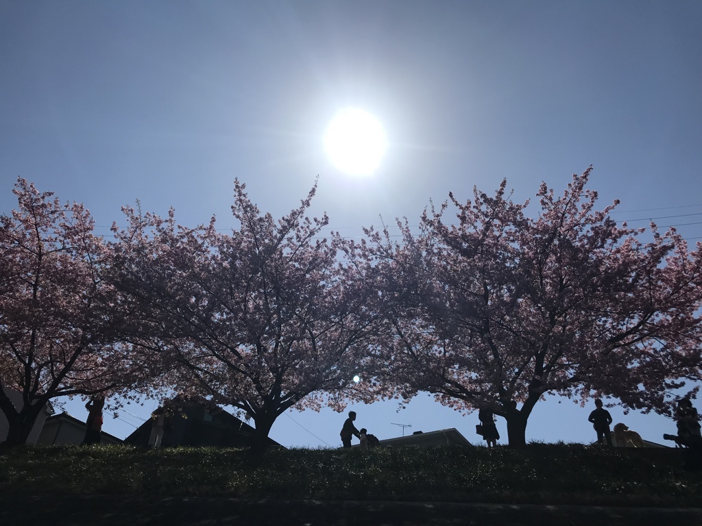 河津桜2018