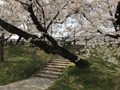 ソメイヨシノ2018