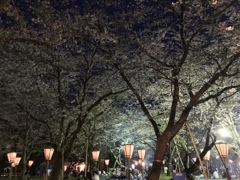 夜桜