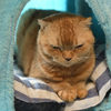 ねこ