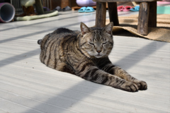 ねこ