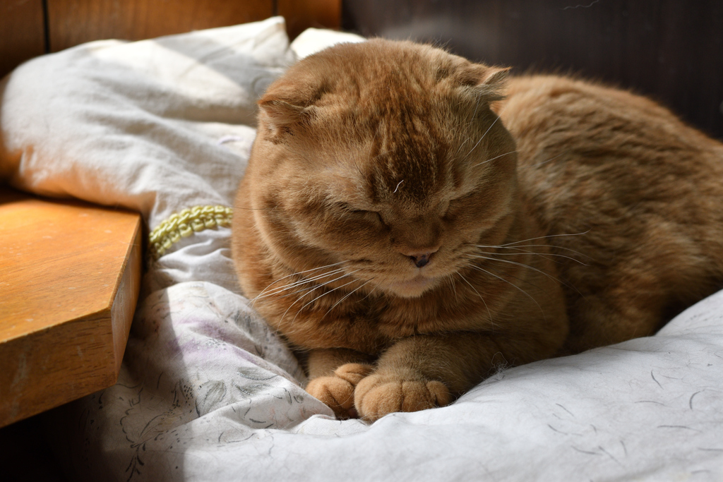 ねこ