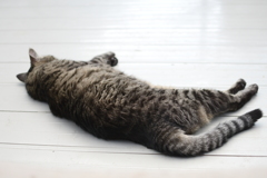 ねこ