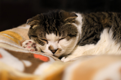 ねこ