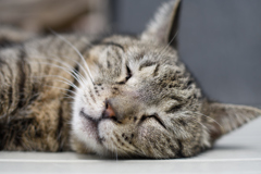 ねこ