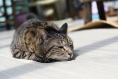 ねこ
