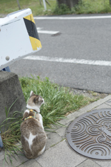 ねこ