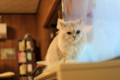 ねこ