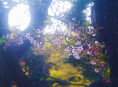 芝公園　桜