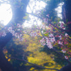 芝公園　桜