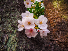 桜　