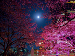 六本木　夜桜