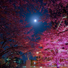 六本木　夜桜