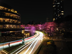 六本木　夜桜　ライブコンポジット