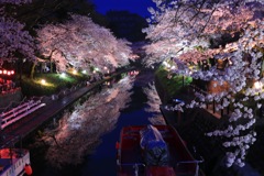 松川の桜