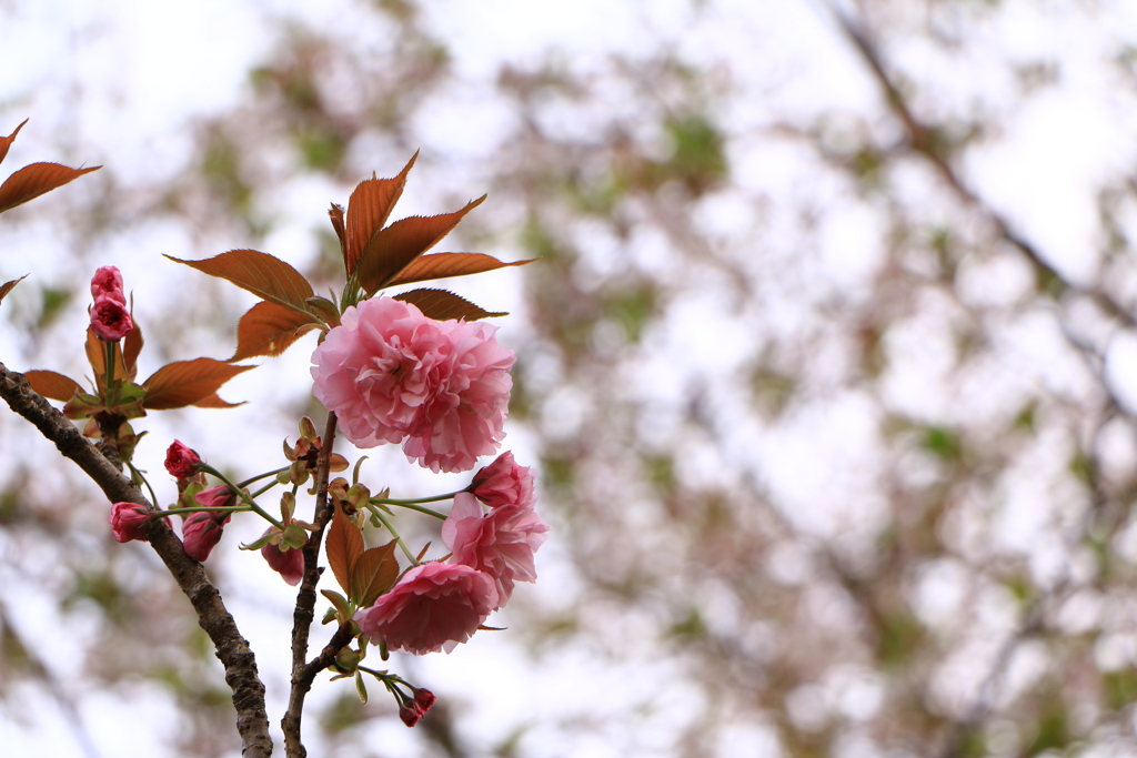 20180402　fukuoka  八重桜