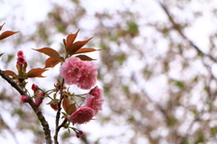 20180402　fukuoka  八重桜