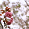 20180402　fukuoka  八重桜
