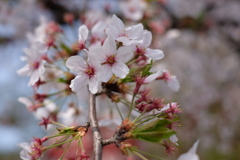 桜