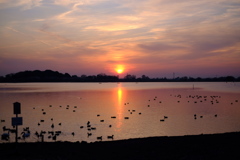 多々良沼の夕日