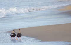 外人浜の鳥　デート編