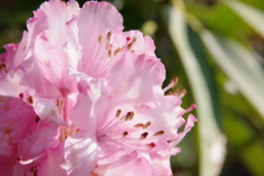 薄桃色の花