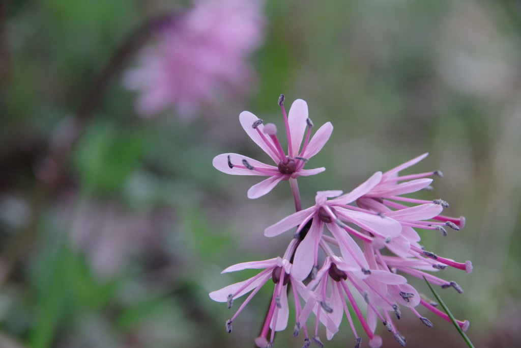 グランディの花