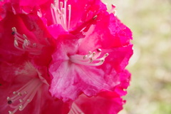 shocking pink
