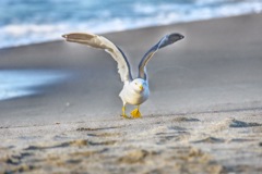 外人浜の鳥　飛び立つ編