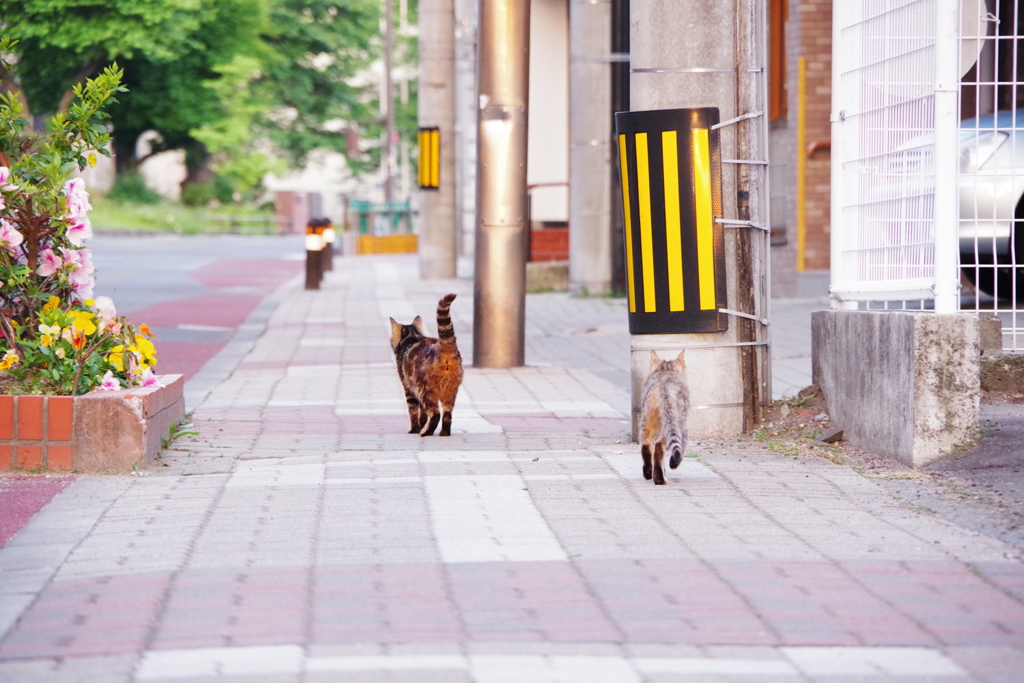 原ノ町の猫