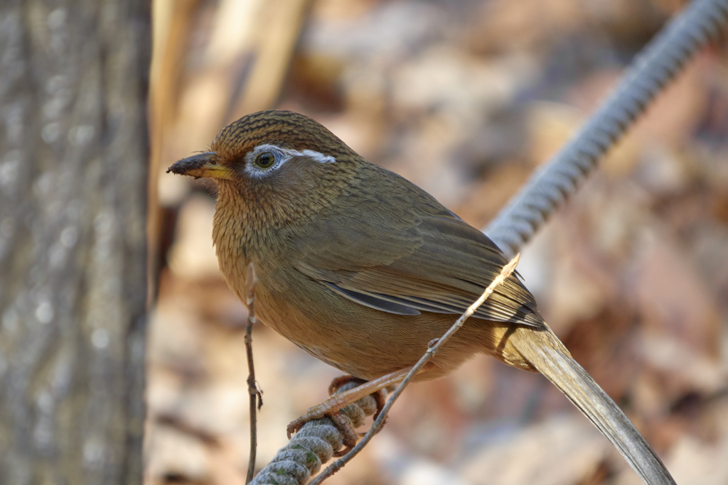 ノートリミング　野鳥界のガングロさんは健在。渋谷系は絶滅したようですが(笑)