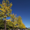 あと少し いちょう並木＠昭和記念公園