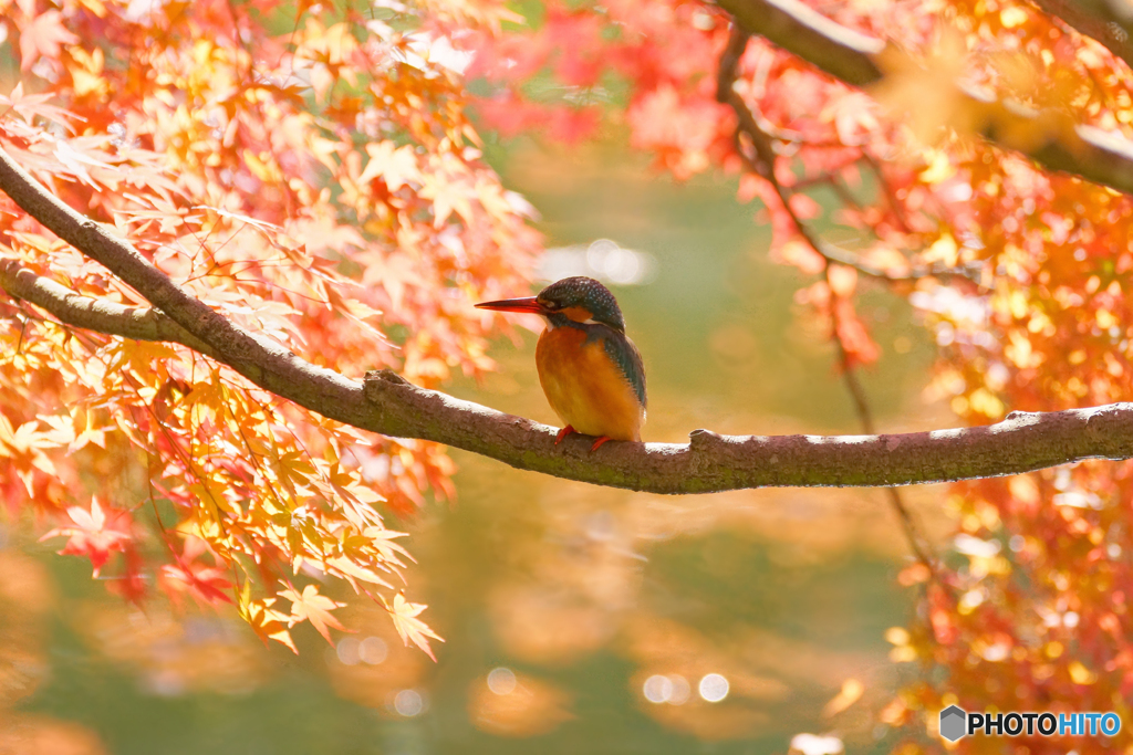 紅葉とカワセミ @薬師池公園