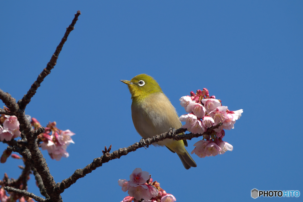 今年もシーズン到来！ 寒桜とメジロ @新宿御苑