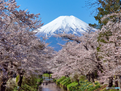 満開の桜 富士山