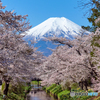 満開の桜 富士山