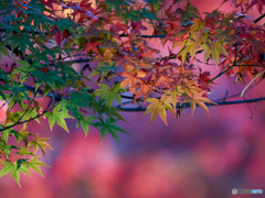 モミジ 紅葉 黄葉 緑葉