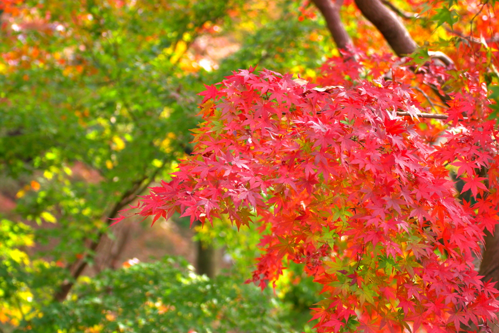 紅葉 @薬師池公園