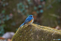 ルリビタキ 500mm F6.3 @薬師池公園