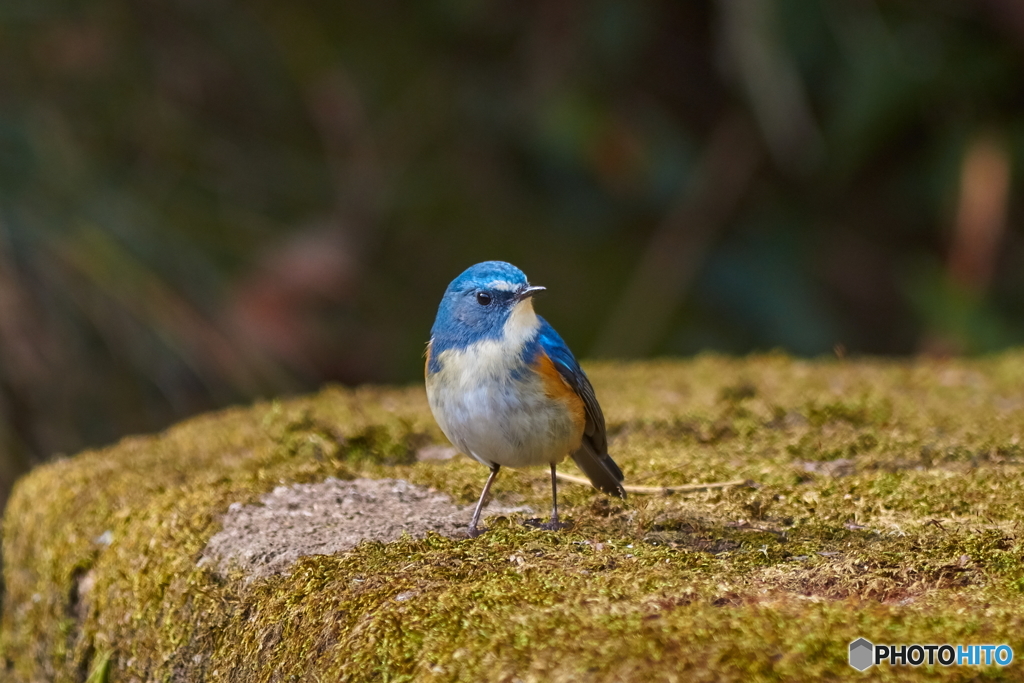 ルリビタキ 500mm F6.3 @薬師池公園